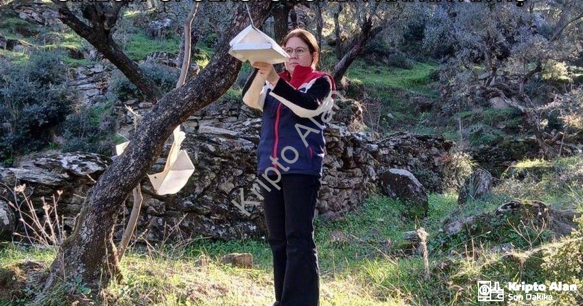 "Söke'de Tarımsal Alarm: Akdeniz Meyve Sineği Popülasyonunda Kritik Artış" başlıklı haber için fotor