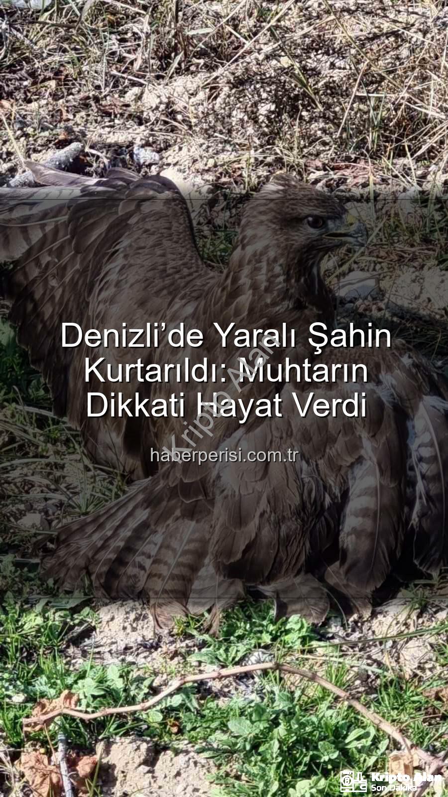 Denizli'de yaralı şahin - Denizli’de Yaralı Şahin Kurtarıldı: Duyarlı Muhtardan Örnek Davranış