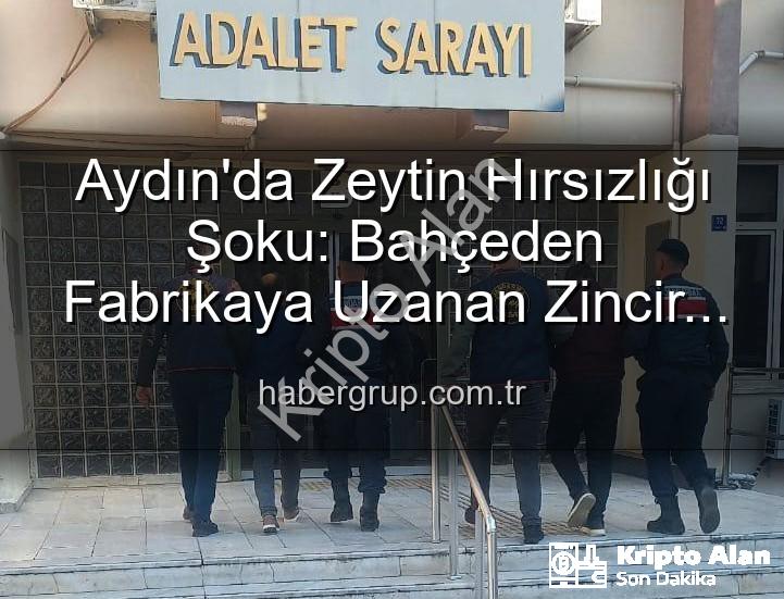 zeytin hırsızlığı - Bahçeden Fabrikaya Uzanan Zeytin Hırsızlığı: 400 Kg Ürün Kayboldu, 2 Şüpheli Yakalandı