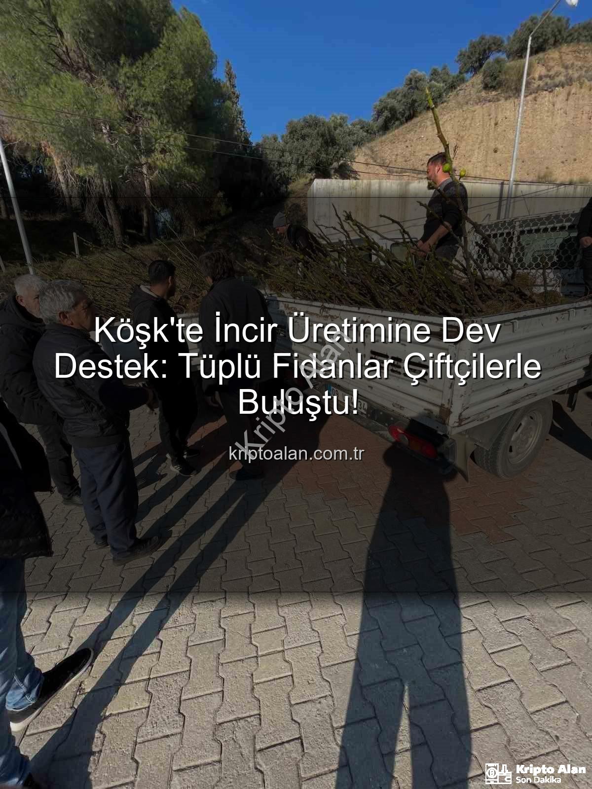 tüplü incir fidanı - Köşk'te İncir Üretimine Dev Destek: Tüplü Fidanlar Çiftçilerle Buluştu!