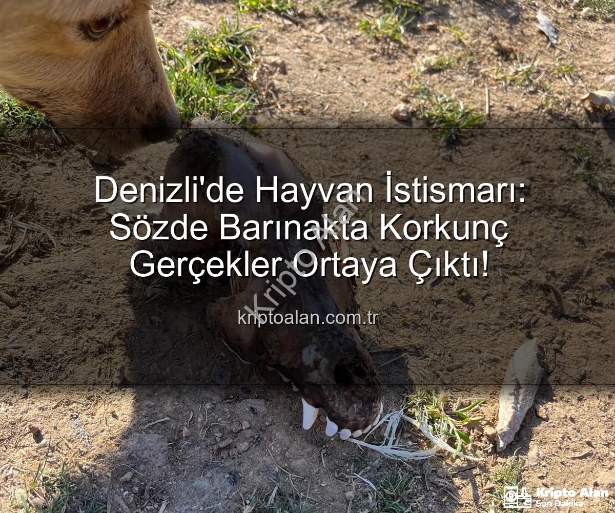 hayvan istismarı - Denizli'de Hayvan İstismarı: Sözde Barınakta Korkunç Gerçekler Ortaya Çıktı!
