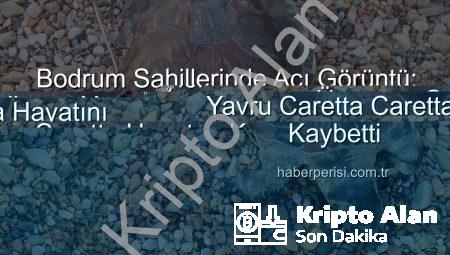 Bodrum Sahillerinde Tüyler Ürperten Gelişme: Yavru Caretta Caretta Hayatını Kaybetti