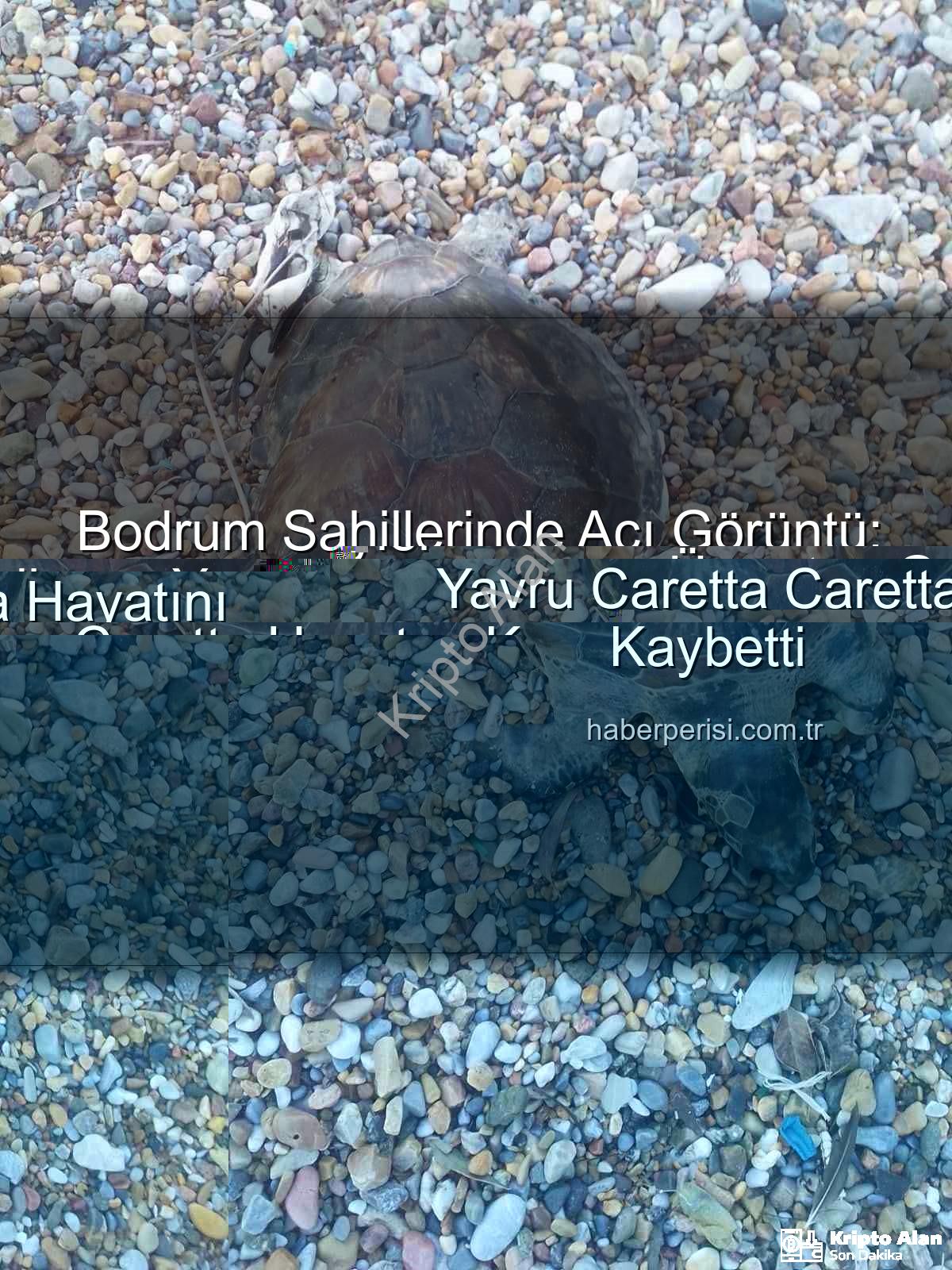 yavru caretta caretta - Bodrum Sahillerinde Tüyler Ürperten Gelişme: Yavru Caretta Caretta Hayatını Kaybetti