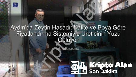 Aydın’da Zeytin Hasadı: Kalite ve Boya Göre Fiyatlandırma Sistemiyle Üreticinin Yüzü Gülüyor