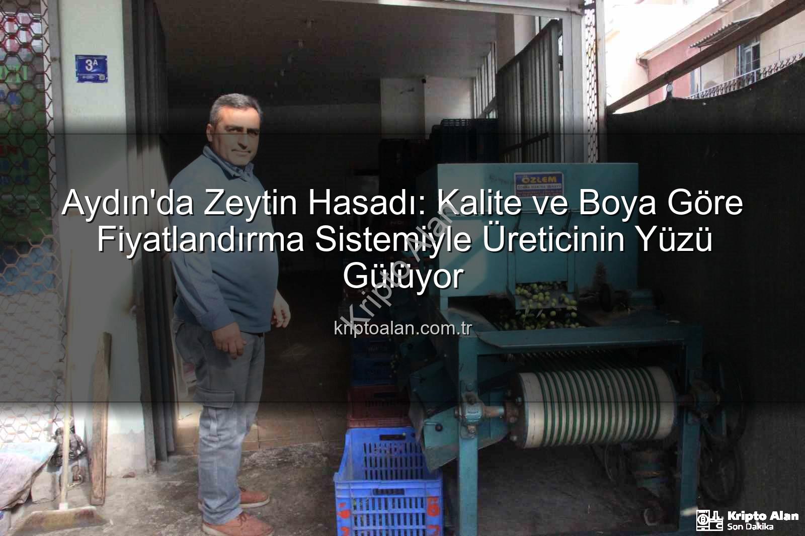 Aydın zeytin fiyatları - Aydın'da Zeytin Hasadı: Kalite ve Boya Göre Fiyatlandırma Sistemiyle Üreticinin Yüzü Gülüyor