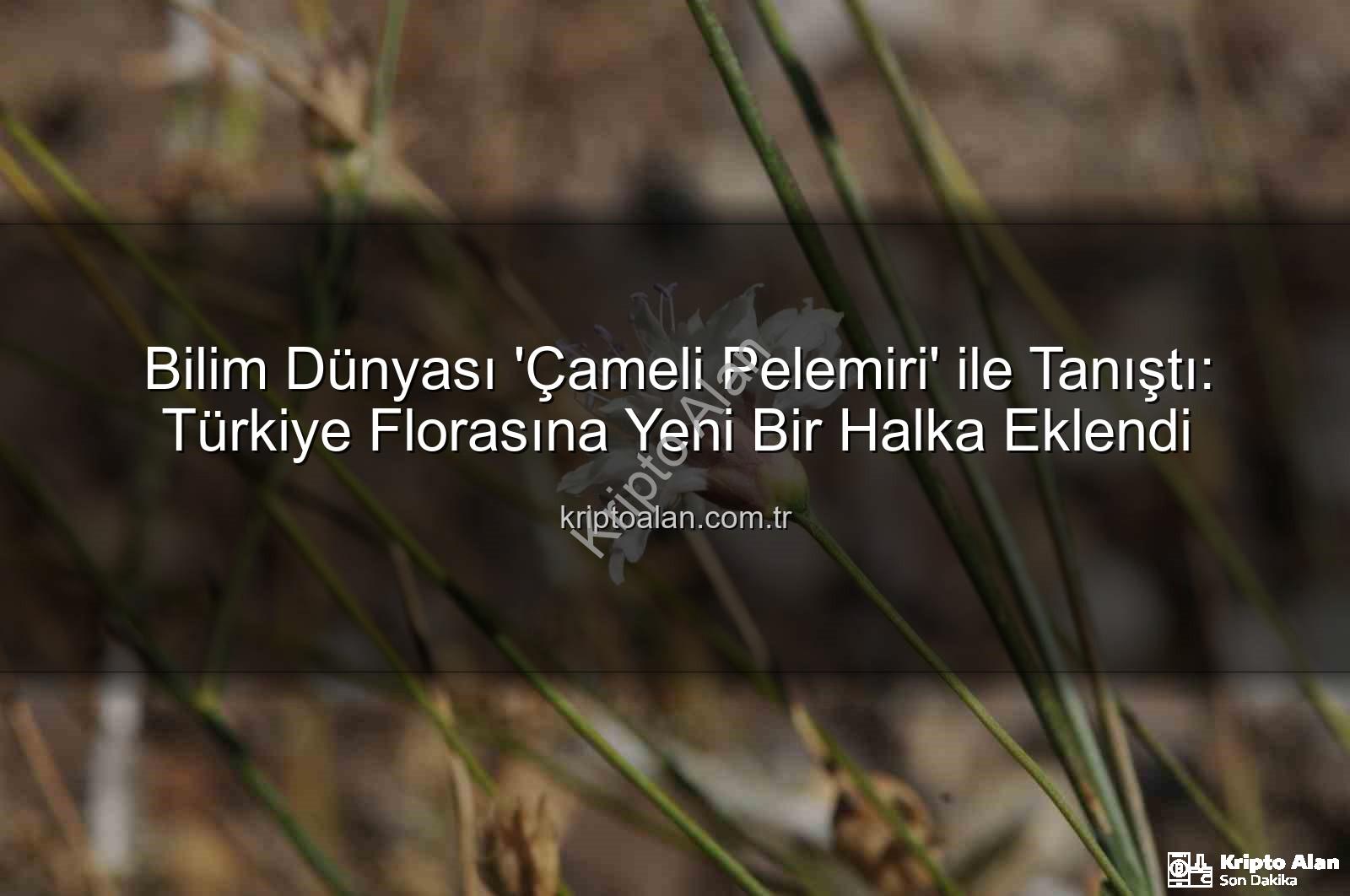 Çameli pelemiri - Bilim Dünyası 'Çameli Pelemiri' ile Tanıştı: Türkiye Florasına Yeni Bir Halka Eklendi