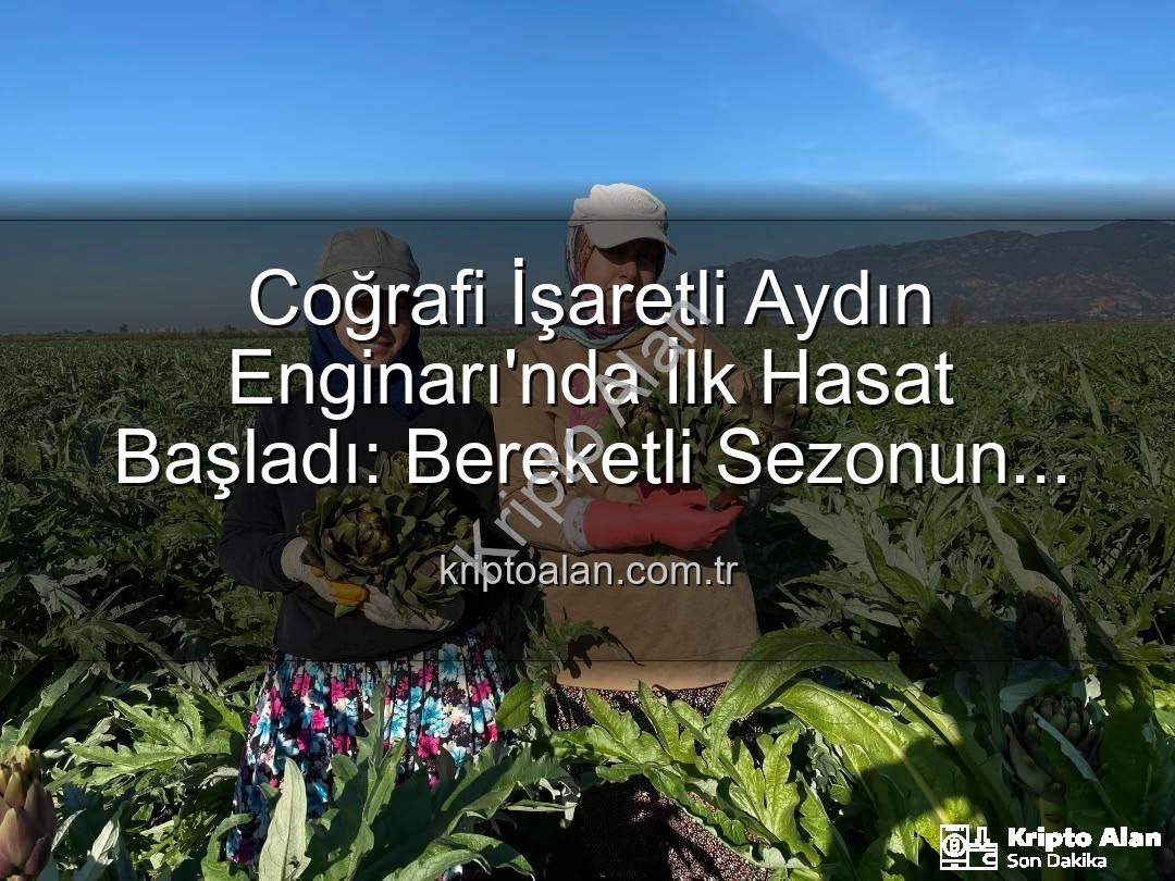 Aydın Enginarı - Coğrafi İşaretli Aydın Enginarı'nda İlk Hasat Başladı: Bereketli Sezonun Müjdecisi