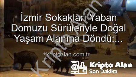 İzmir Sokakları Yaban Domuzu Sürüleriyle Doğal Yaşam Alanına Döndü: Vatandaşlar Tedirgin