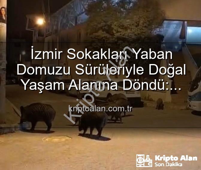 yaban domuzu sürüleri - İzmir Sokakları Yaban Domuzu Sürüleriyle Doğal Yaşam Alanına Döndü: Vatandaşlar Tedirgin